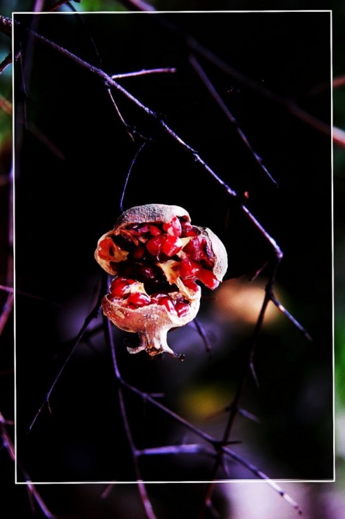 DSC_4854_conew3.JPG