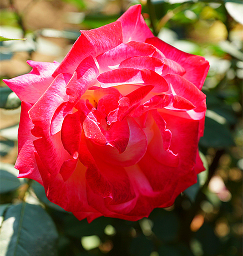 DSC02387_.jpg