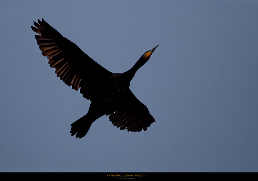 DSC_8387.jpg
