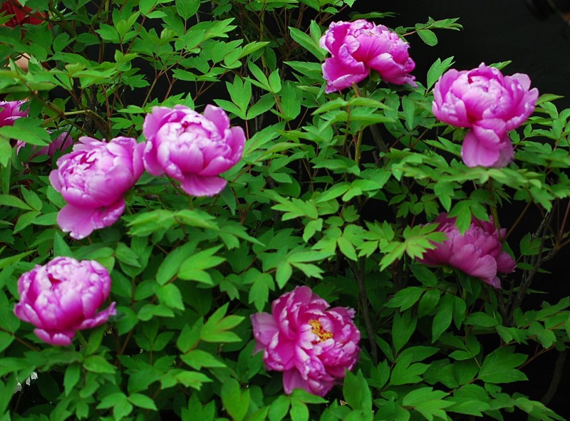 DSC_8778_conew2.JPG
